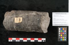 Foto (Objekt + Etikett) von Calamites communis Ettingshausen (NHMW-GEO-2024-0188-10961)